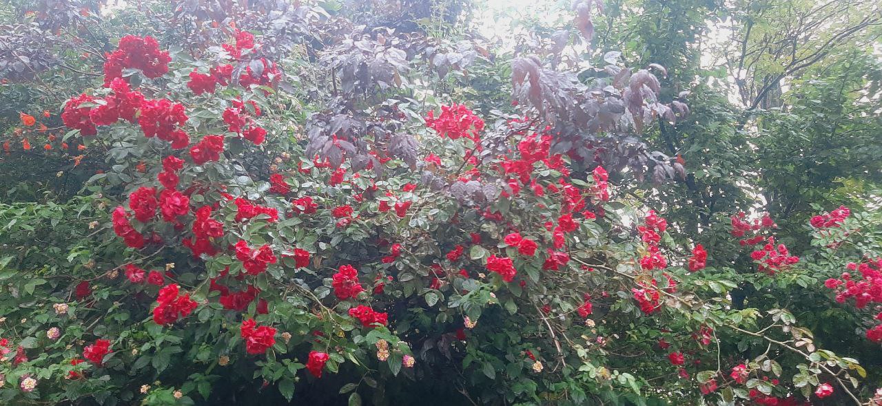 اجاره ویلا سه خوابه  جنگلی لاهیجان - تصویر 2