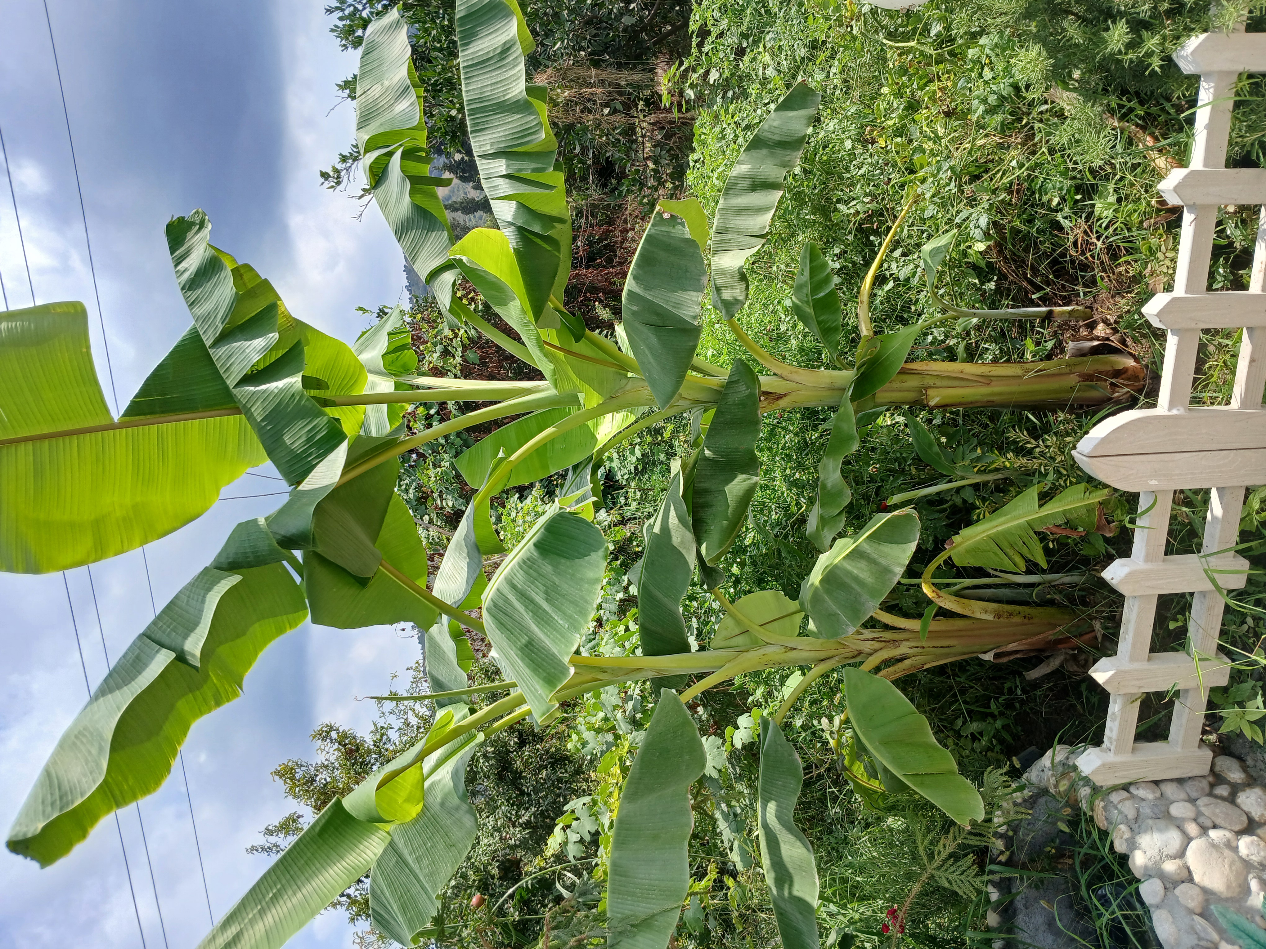 اجاره ویلا یک خوابه استخردار روستایی بهشهر - تصویر 7