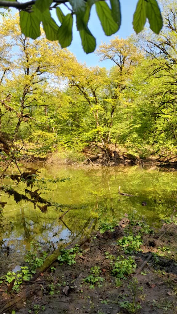 اجاره کلبه پنج خوابه  روستایی گرگان - تصویر 4